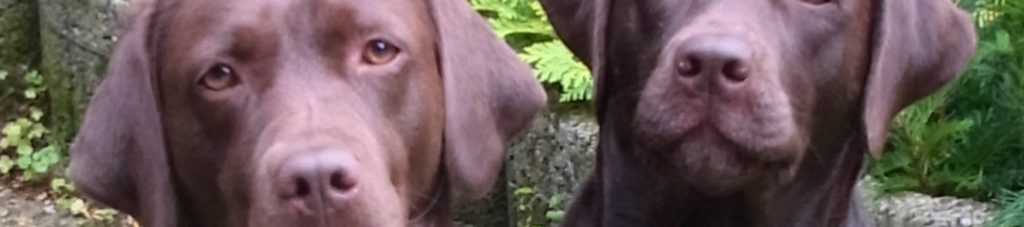 Labrador Welpen Niedersachsen